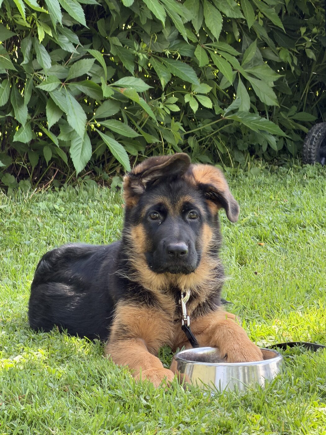 Kuba the German Shepherd puppy lying in the grass next to his steel food bowl
