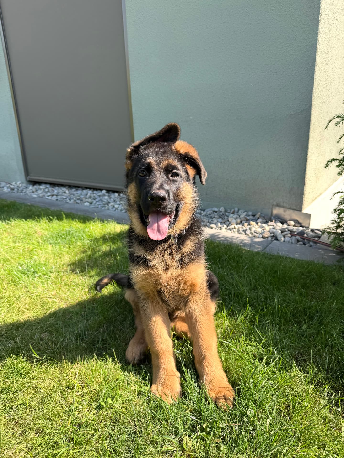 Kuba, a young German Shepherd, sitting on the grass in the sun