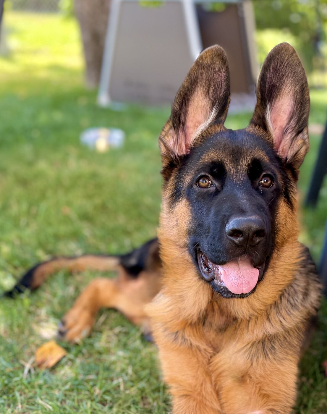 Kuba the German Shepherd lying in the grass with both ears up, looking straight at the camera